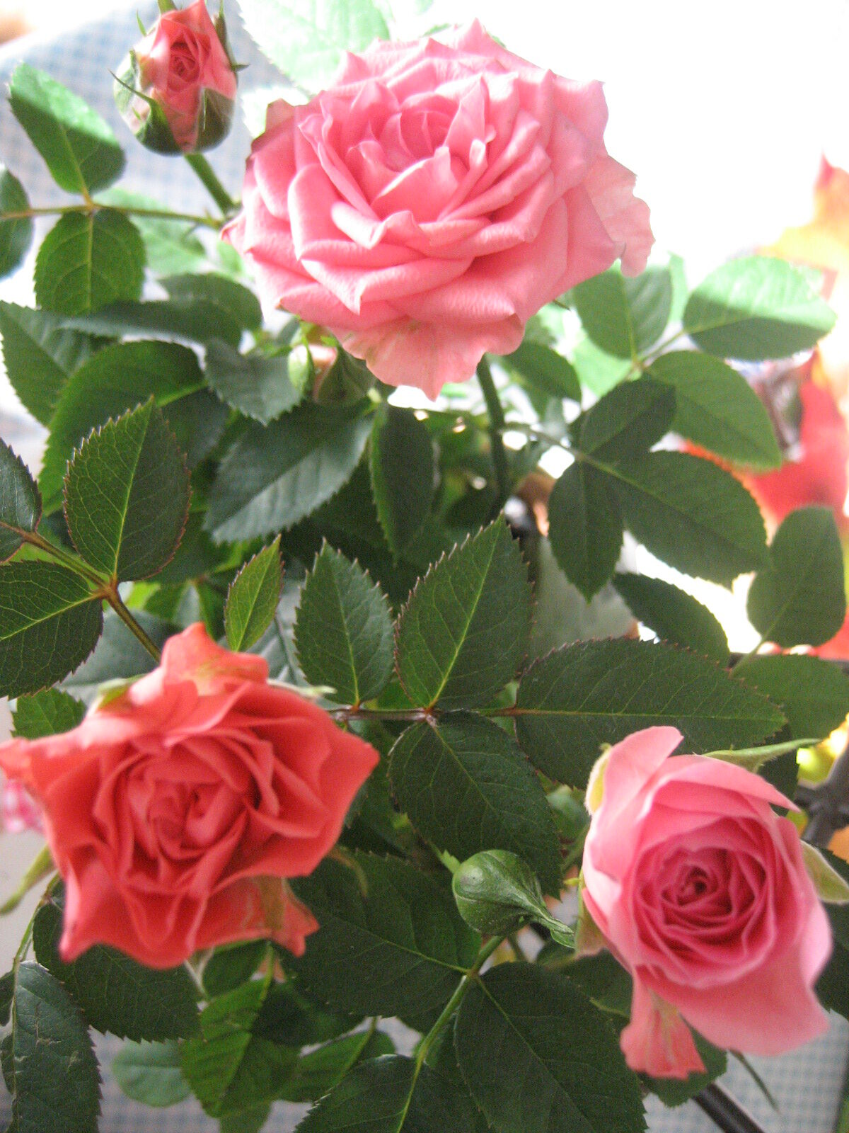 Pink-Roses-White-Background